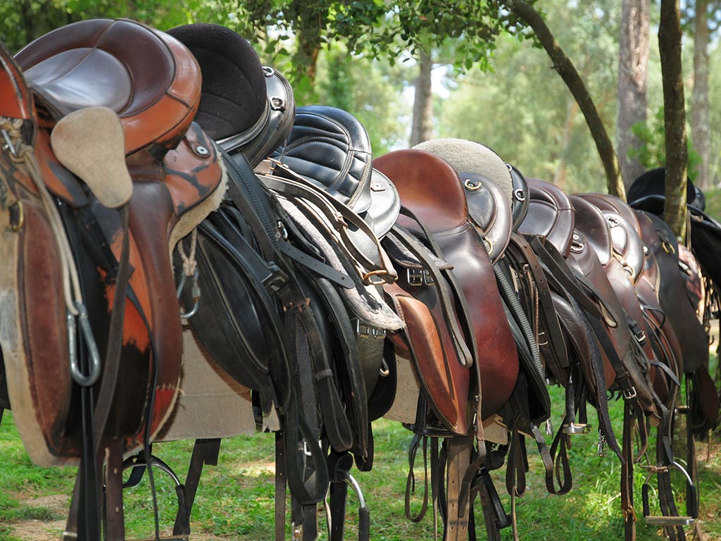 horse equipment